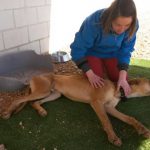 Educadora canina tocando con las dos manos el cuerpo de su perro Golfo que está tumbado de lado en la hierba